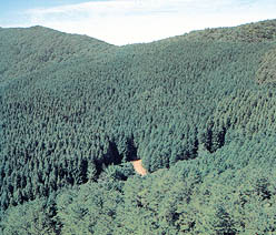 산림의 대리경영