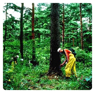산림보호사업