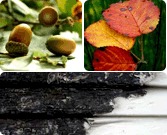 도토리 및 나무잎 등의 천연재료사진