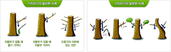 가지치기의 올바른 사례: 지융부가 없을 때 줄기 가까이/지융부가 있을 때 지융부 가까이/으뜸가지 이하에 있는 것만, 가지치기의 잘못된 사례: 지융부가 없을 때 줄기에서 떨어져서, 줄기가 3cm이하일 때, 나무에 잎이 자란 경우, 나무가 휘어졌을 때