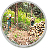 숲가꾸기 공공근로사업