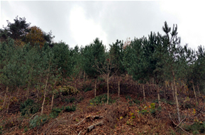 민관협력형 산림경영 시범사업